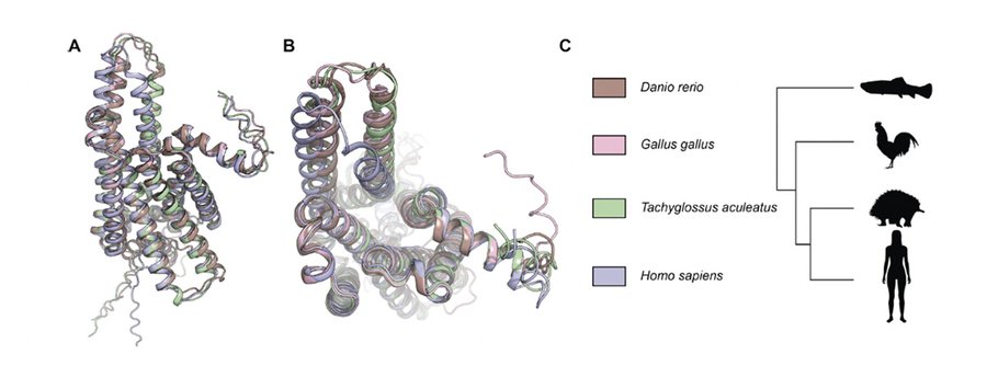 Talk figure: Covariation Studies of GPCRs Reveal New Opportunities for Therapeutic Intervention in Pain and Obesity