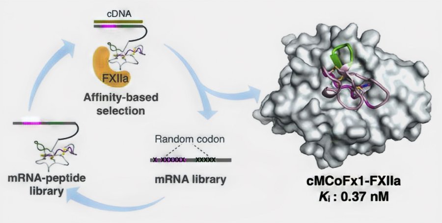 Talk figure: Display Technologies for Expanding Pharmaceutical Applications of Cyclotides