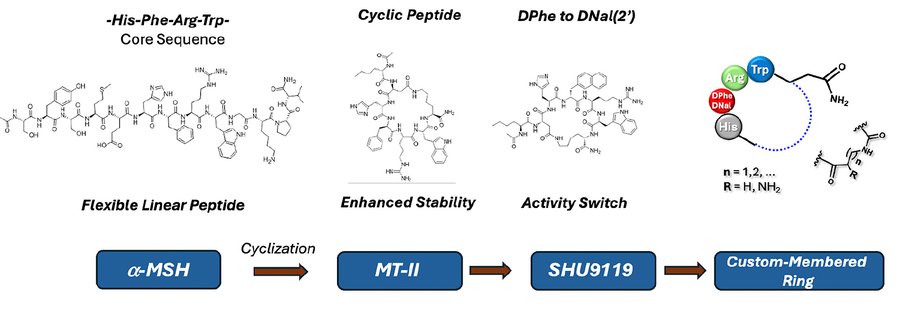 Talk figure: Size or Shape? The Never-Ending Fairytale of Melanocortin Peptides