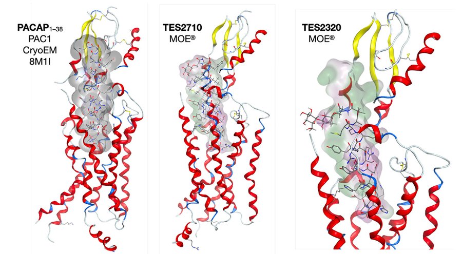 Talk figure: Glycopeptide Drugs from Endogenous Peptide Neurotransmitters and Hormones