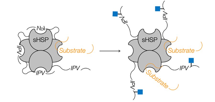 Talk figure: Making Proteins from Peptides: Uncovering the Role of Posttranslational Modifications in Human Disease